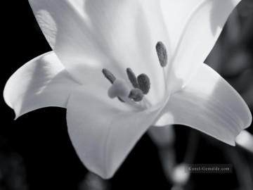 Schwarz weiß Werke - xsh502 Schwarzweiß Blumen